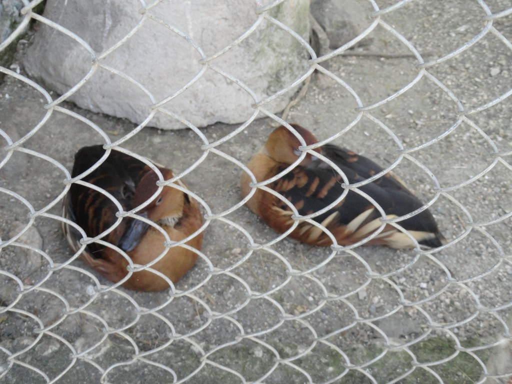 Foto: Patos - Baños (Tungurahua), Ecuador