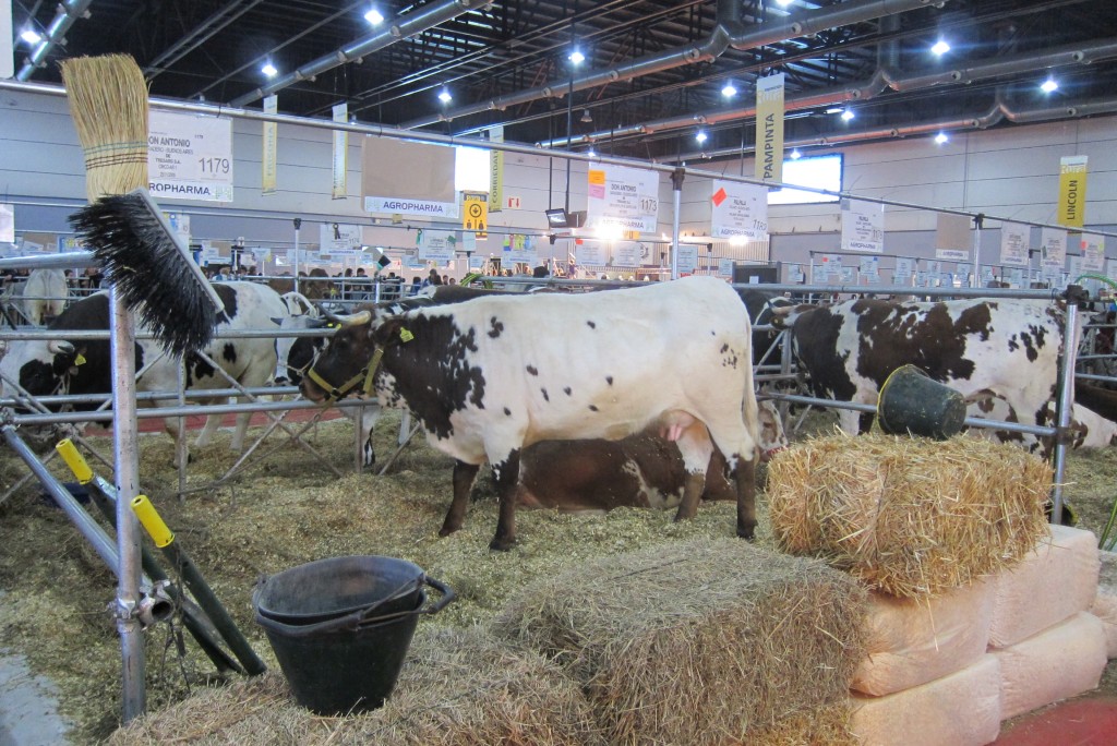 Foto: 126° Exposición de Ganadería, Agricultura e Industria Internacional. - Ciudad Autónoma de Buenos Aires (Buenos Aires), Argentina