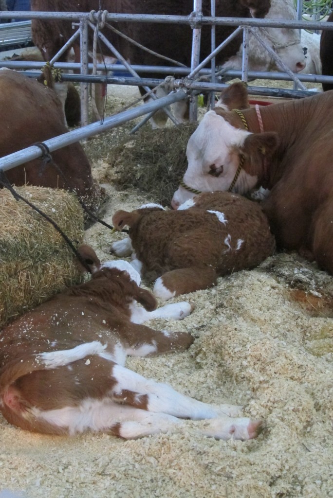 Foto: 126° Exposición de Ganadería, Agricultura e Industria Internacional. - Ciudad Autónoma de Buenos Aires (Buenos Aires), Argentina