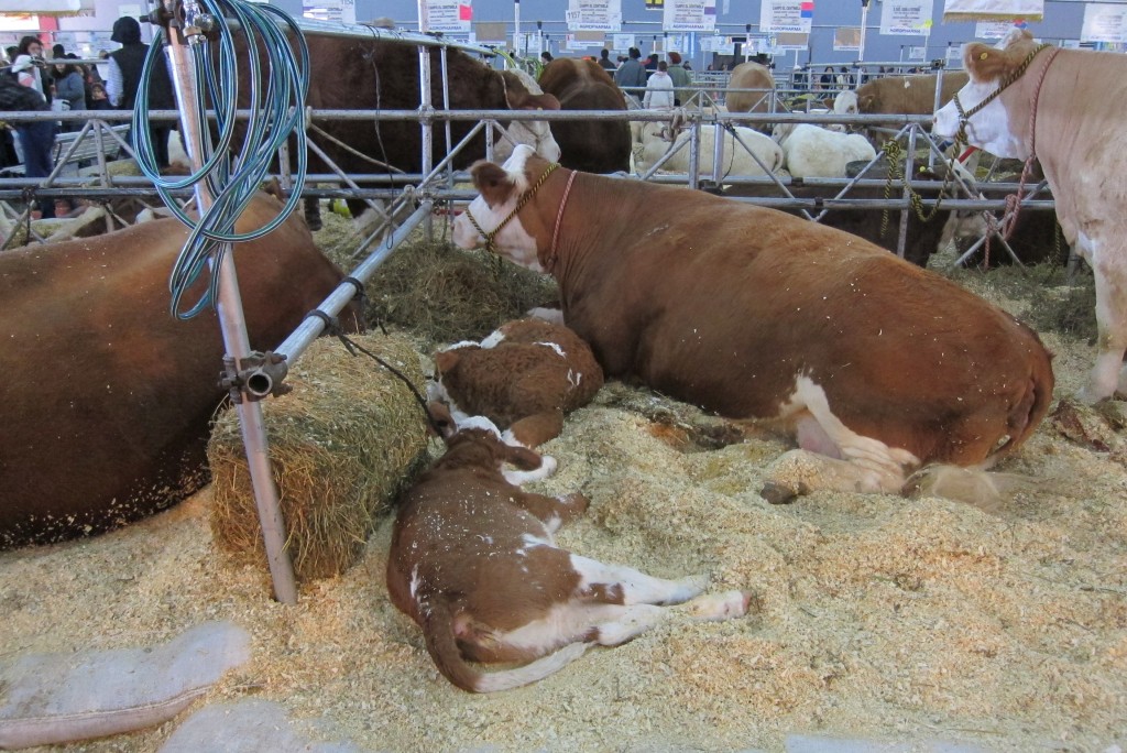 Foto: 126° Exposición de Ganadería, Agricultura e Industria Internacional. - Ciudad Autónoma de Buenos Aires (Buenos Aires), Argentina