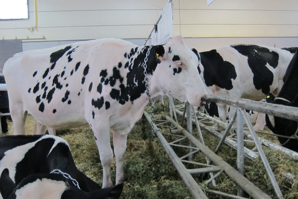 Foto: 126° Exposición de Ganadería, Agricultura e Industria Internacional. - Ciudad Autónoma de Buenos Aires (Buenos Aires), Argentina