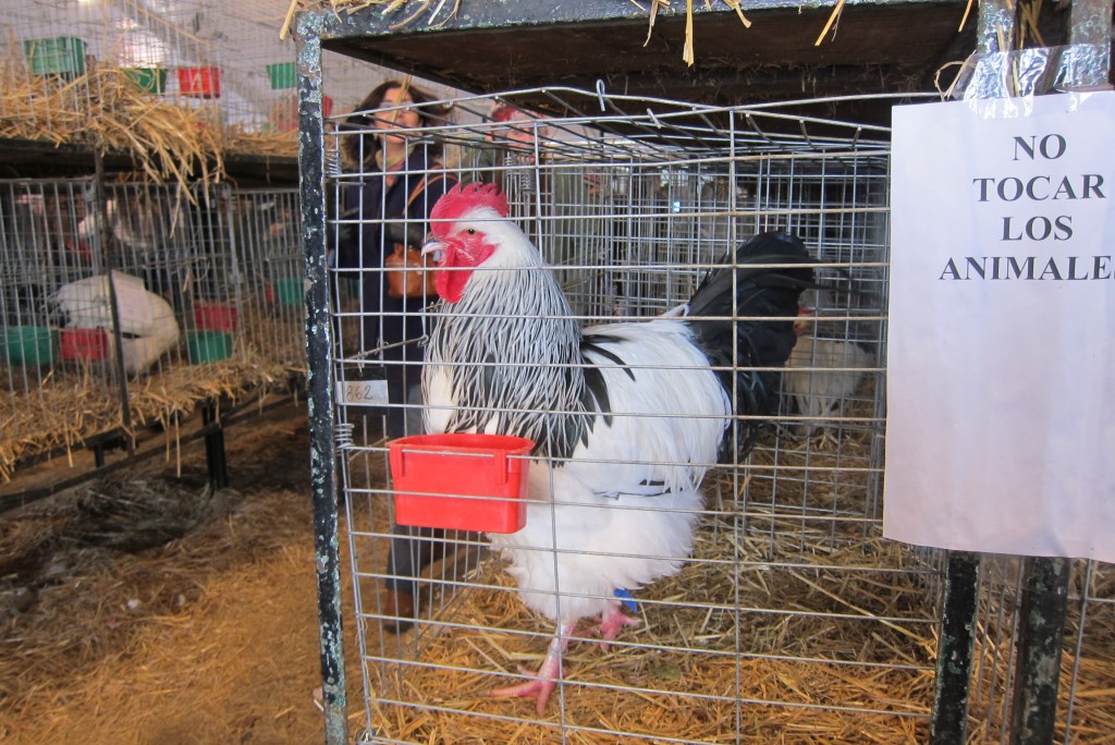 Foto: 126° Exposición de Ganadería, Agricultura e Industria Internacional. - Ciudad Autónoma de Buenos Aires (Buenos Aires), Argentina