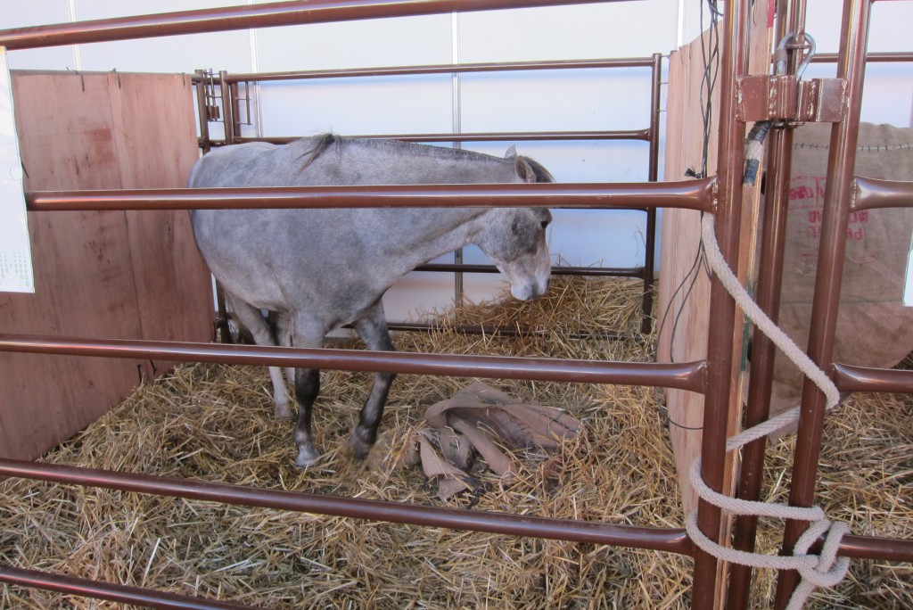 Foto: 126° Exposición de Ganadería, Agricultura e Industria Internacional. - Ciudad Autónoma de Buenos Aires (Buenos Aires), Argentina