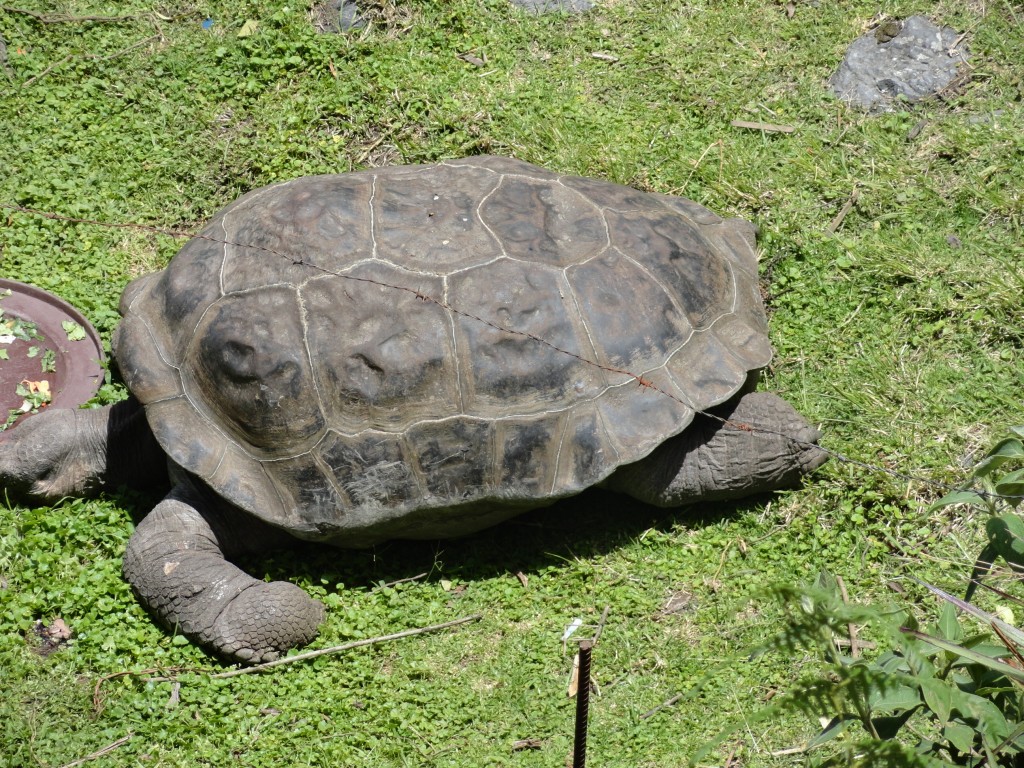 Foto: Galapago - Baños (Tungurahua), Ecuador