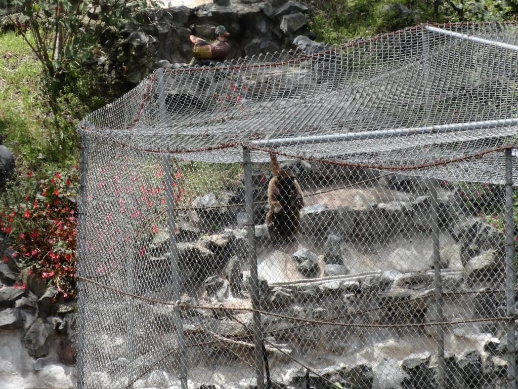 Foto: Mono - Baños (Tungurahua), Ecuador