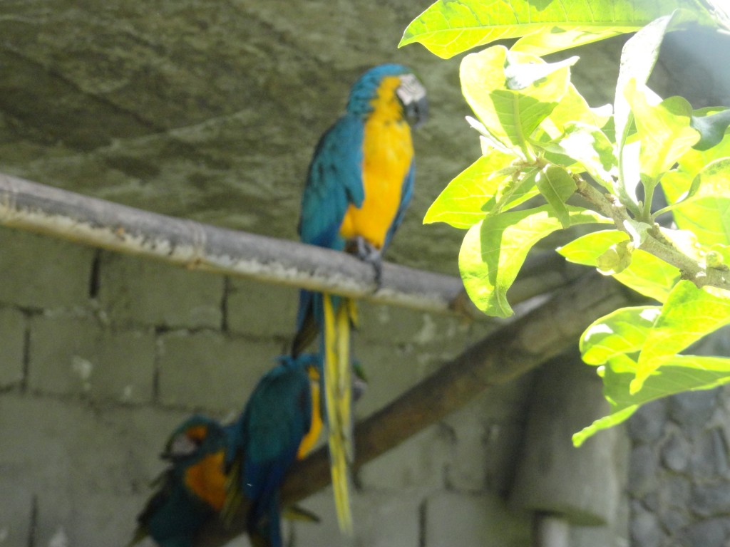 Foto: Guacamayo - Baños (Tungurahua), Ecuador