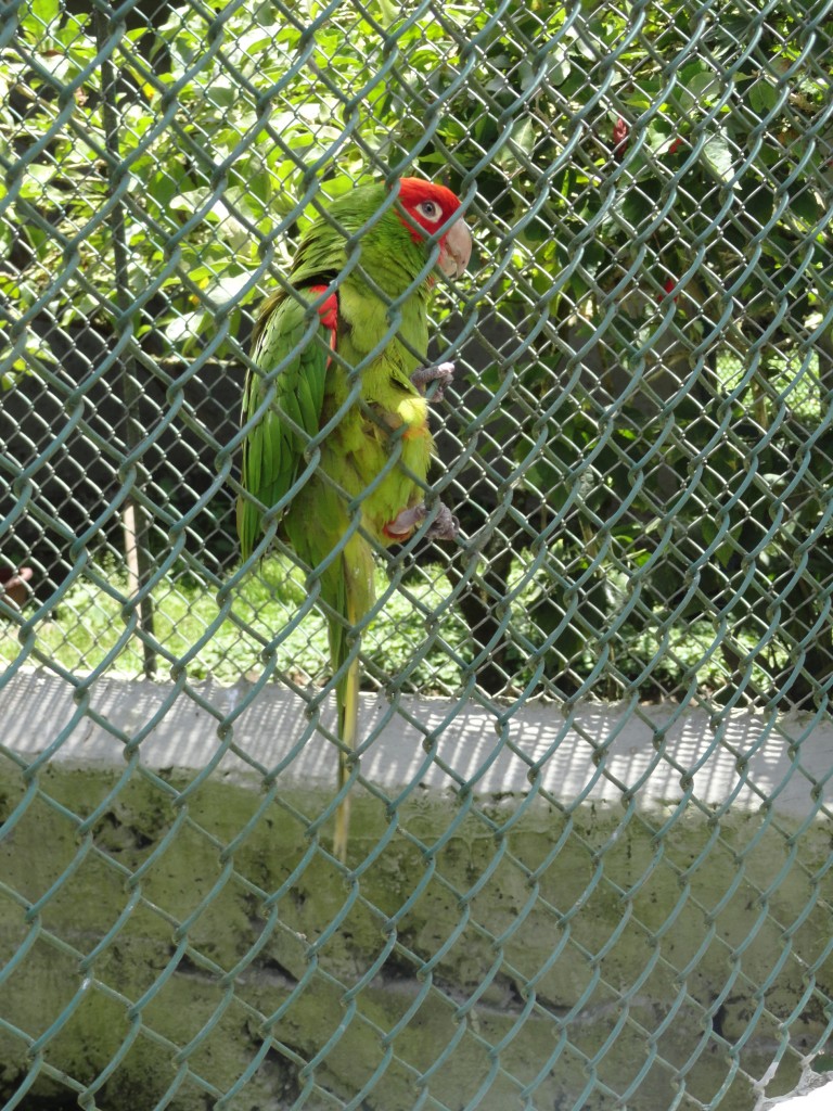 Foto: Loro - Baños (Tungurahua), Ecuador