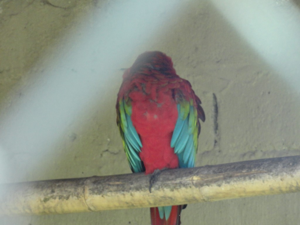 Foto: Guacamayo - Baños (Tungurahua), Ecuador