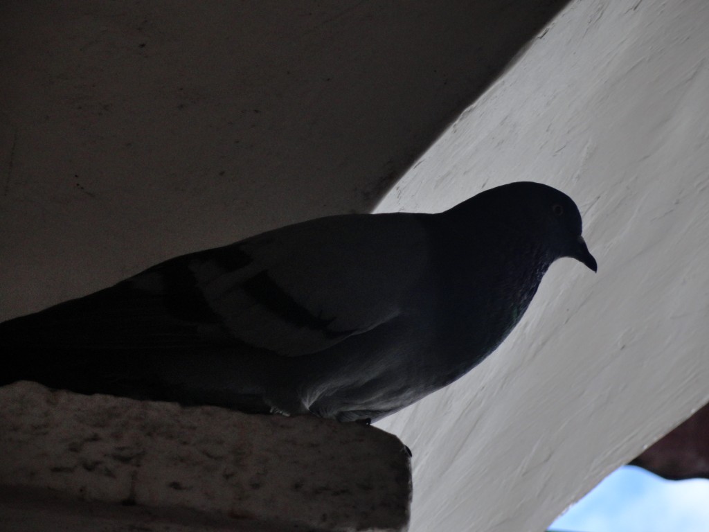 Foto: Paloma - Baños (Tungurahua), Ecuador