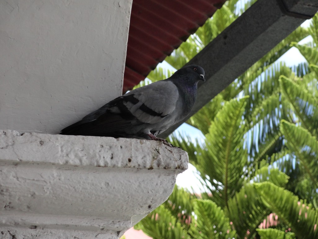 Foto: Paloma - Baños (Tungurahua), Ecuador