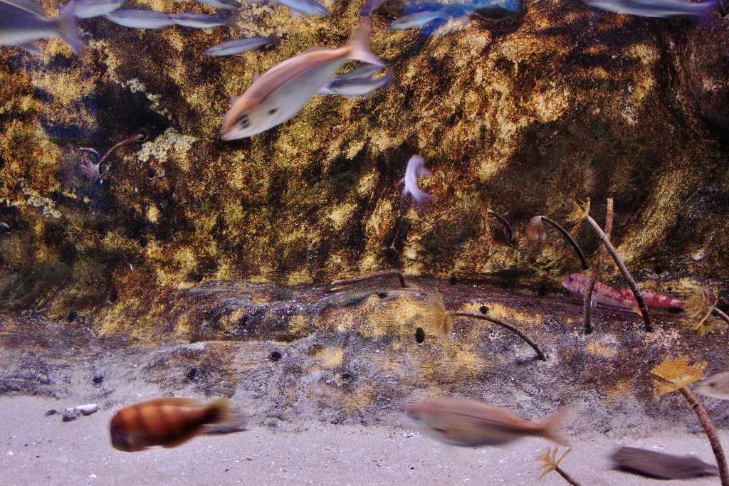 Foto: Acuario de Barcelona - Barcelona (Cataluña), España