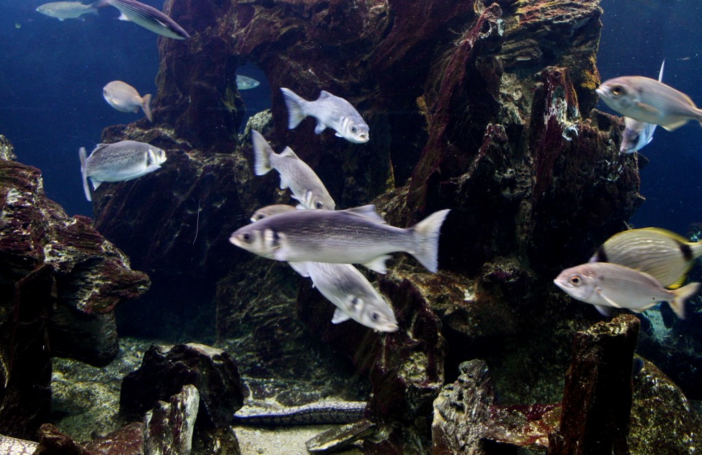 Foto: Acuario de Barcelona - Barcelona (Cataluña), España