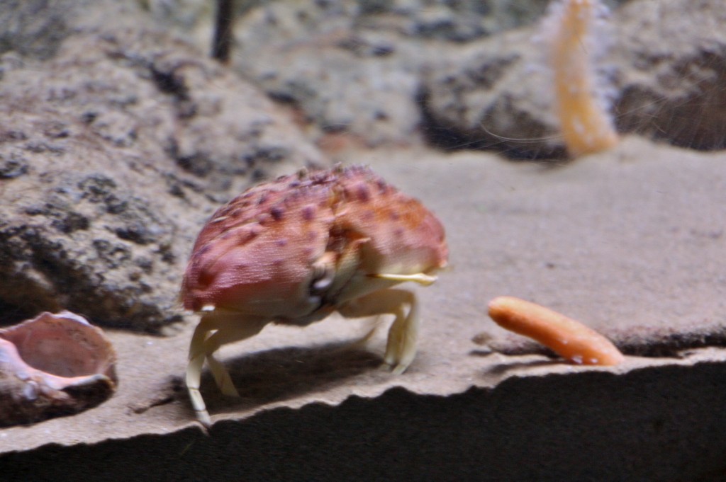 Foto: Acuario de Barcelona - Barcelona (Cataluña), España