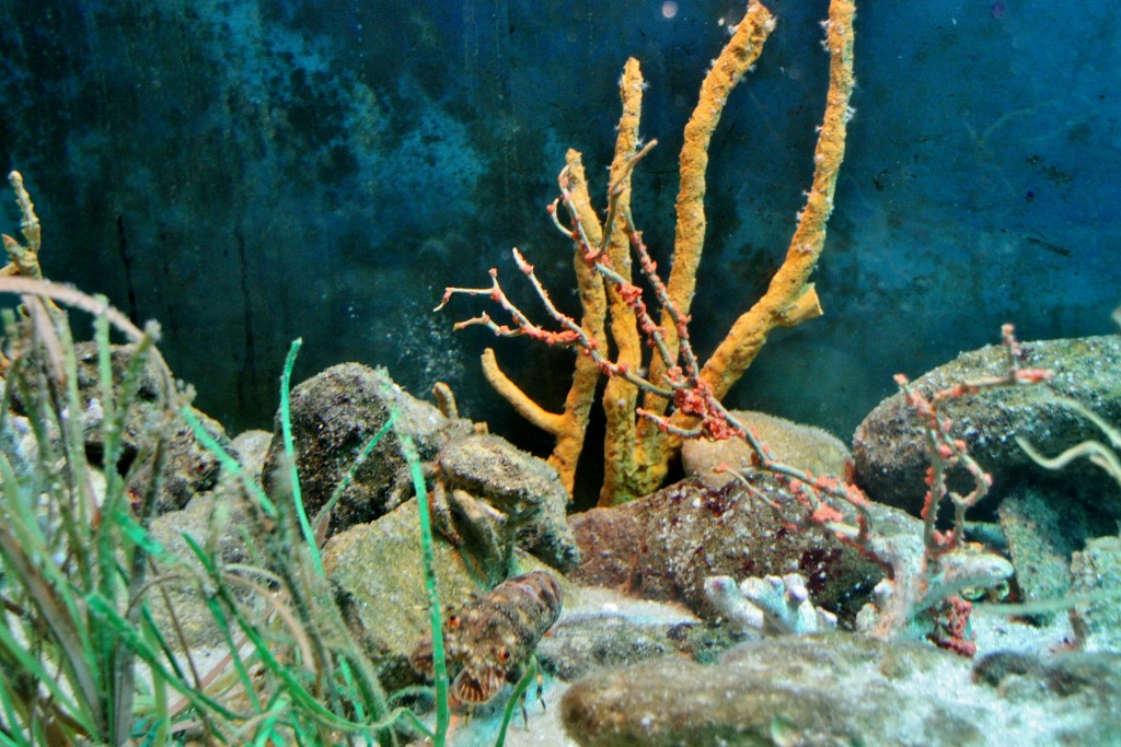 Foto: Acuario de Barcelona - Barcelona (Cataluña), España