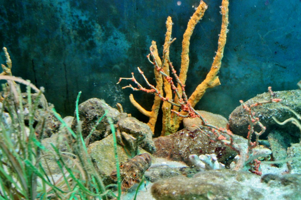 Foto: Acuario de Barcelona - Barcelona (Cataluña), España