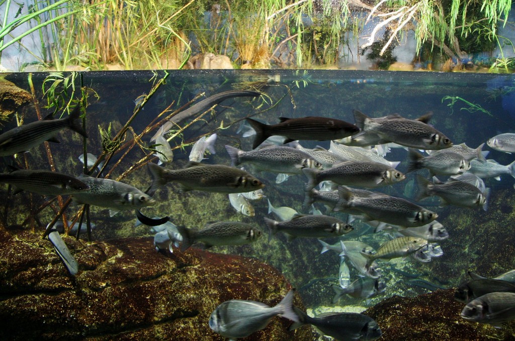 Foto: Acuario de Barcelona - Barcelona (Cataluña), España