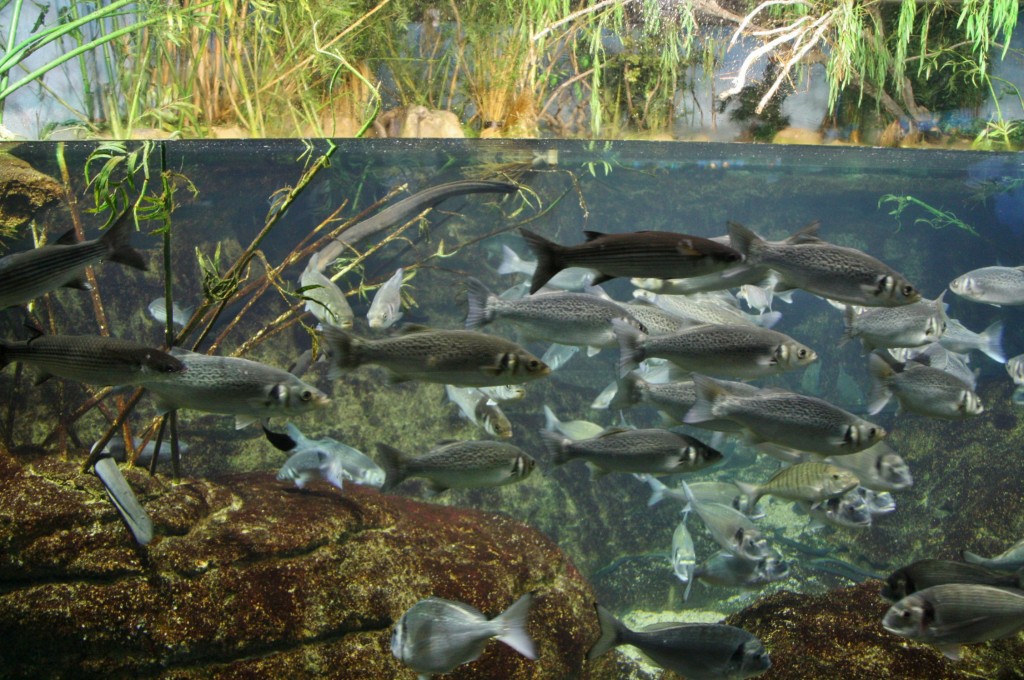 Foto: Acuario de Barcelona - Barcelona (Cataluña), España