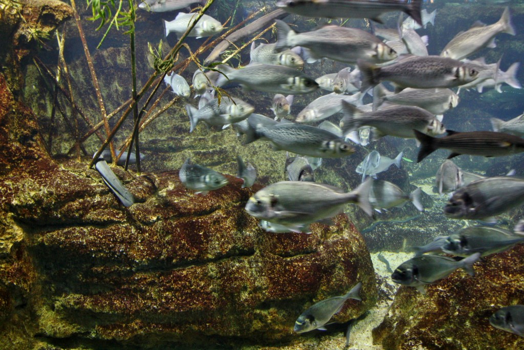 Foto: Acuario de Barcelona - Barcelona (Cataluña), España