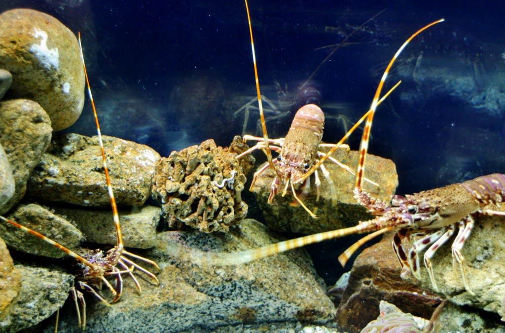 Foto: Acuario de Barcelona - Barcelona (Cataluña), España