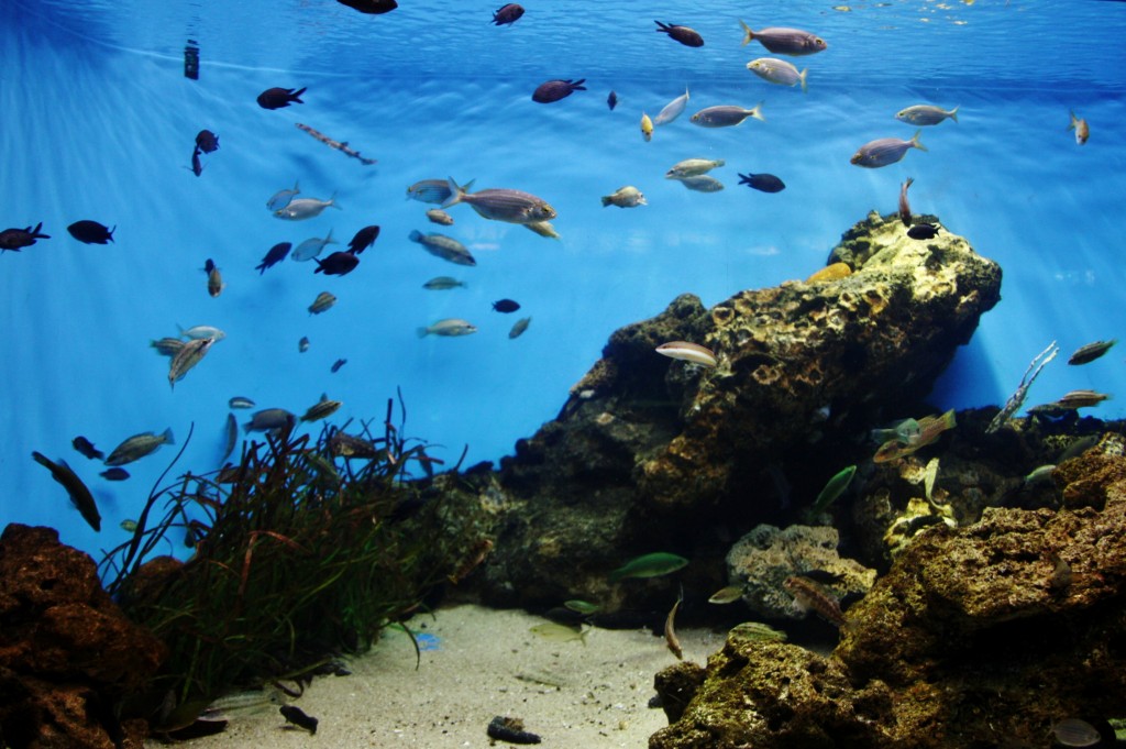 Foto: Acuario de Barcelona - Barcelona (Cataluña), España