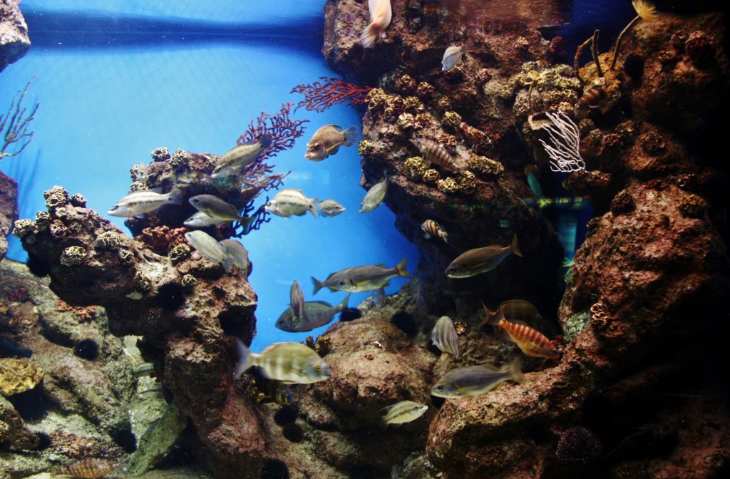 Foto: Acuario de Barcelona - Barcelona (Cataluña), España