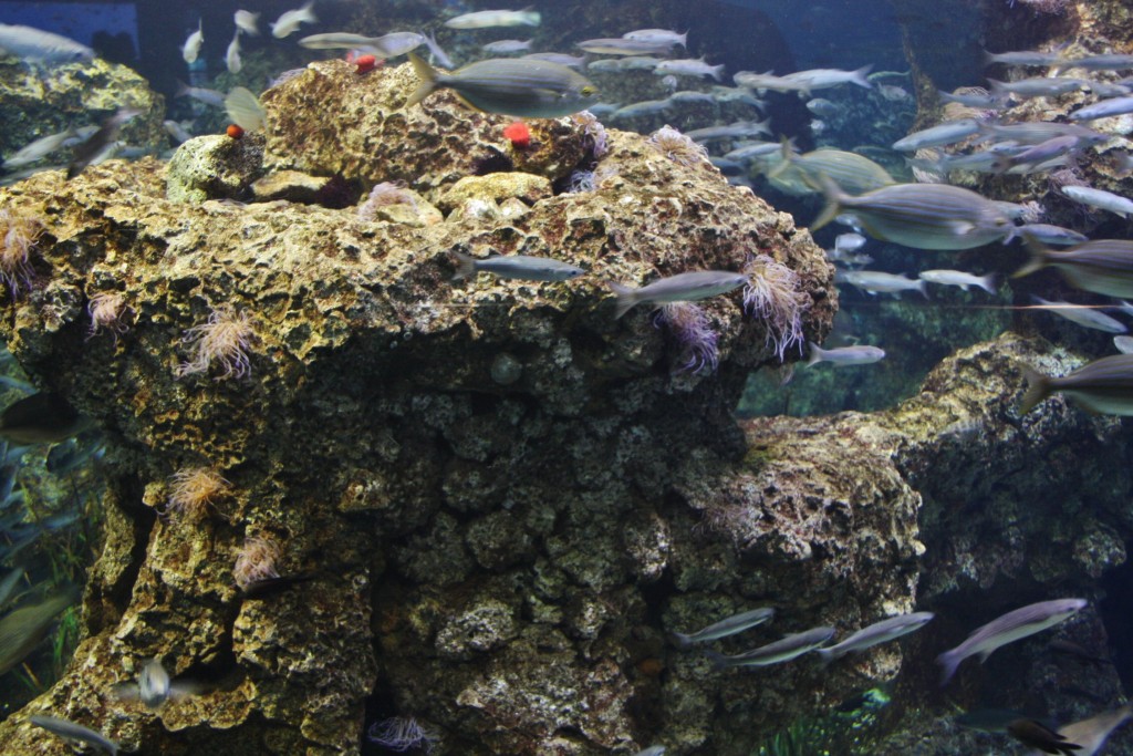 Foto: Acuario de Barcelona - Barcelona (Cataluña), España