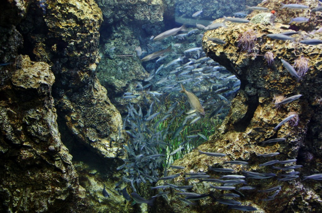 Foto: Acuario de Barcelona - Barcelona (Cataluña), España