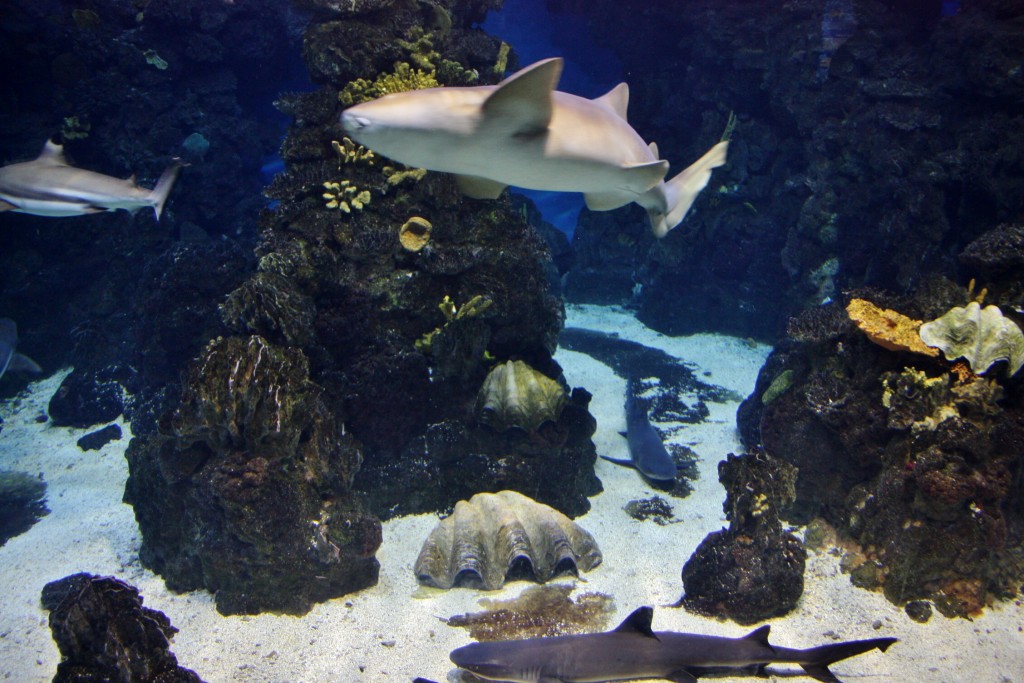 Foto: Acuario de Barcelona - Barcelona (Cataluña), España