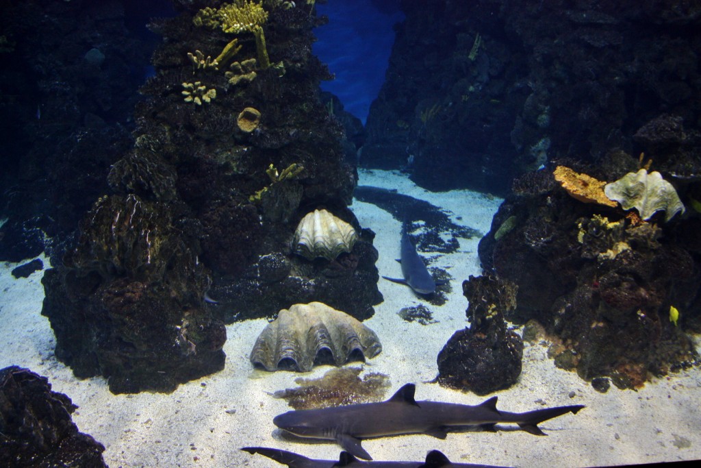 Foto: Acuario de Barcelona - Barcelona (Cataluña), España