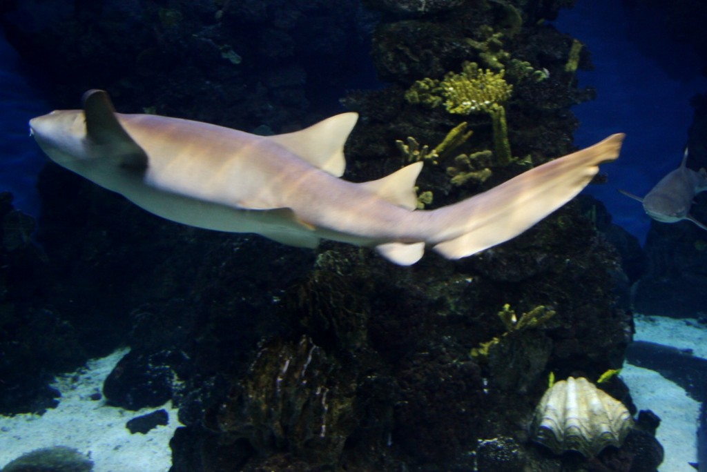 Foto: Acuario de Barcelona - Barcelona (Cataluña), España