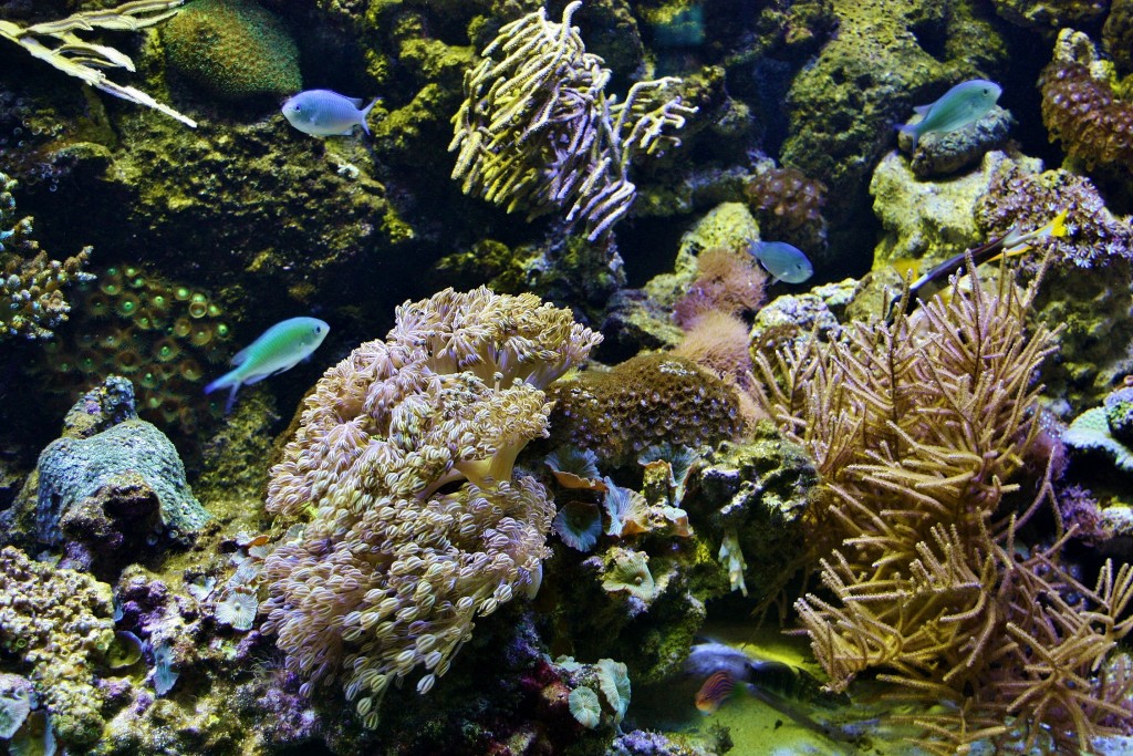 Foto: Acuario de Barcelona - Barcelona (Cataluña), España