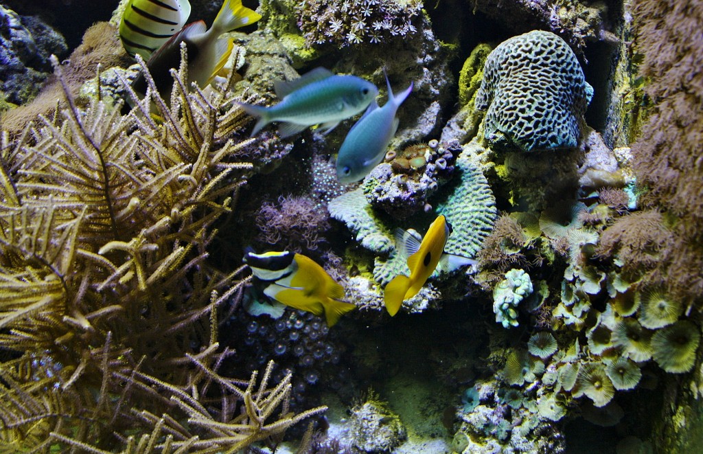 Foto: Acuario de Barcelona - Barcelona (Cataluña), España