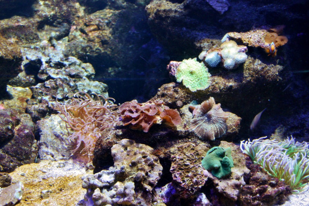 Foto: Acuario de Barcelona - Barcelona (Cataluña), España