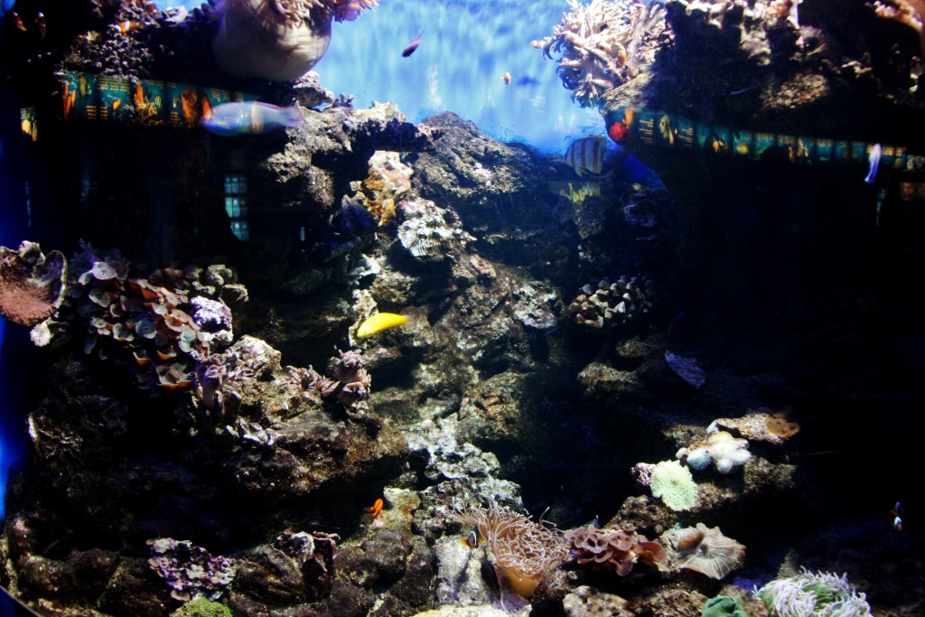 Foto: Acuario de Barcelona - Barcelona (Cataluña), España