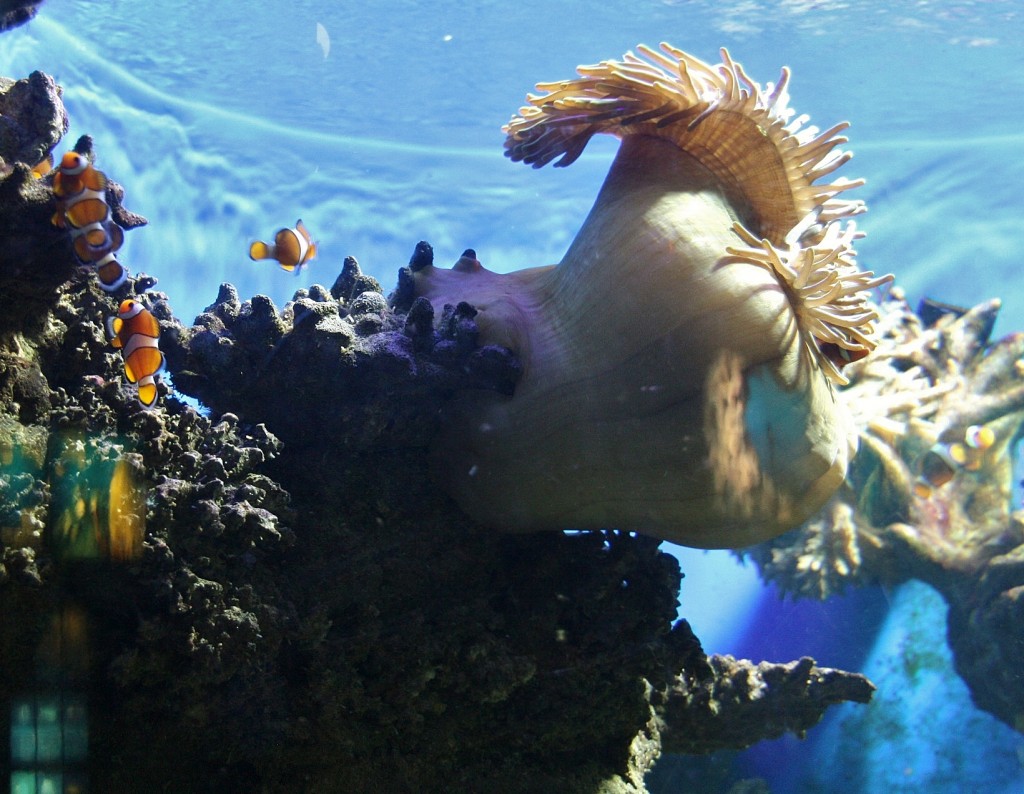 Foto: Acuario de Barcelona - Barcelona (Cataluña), España