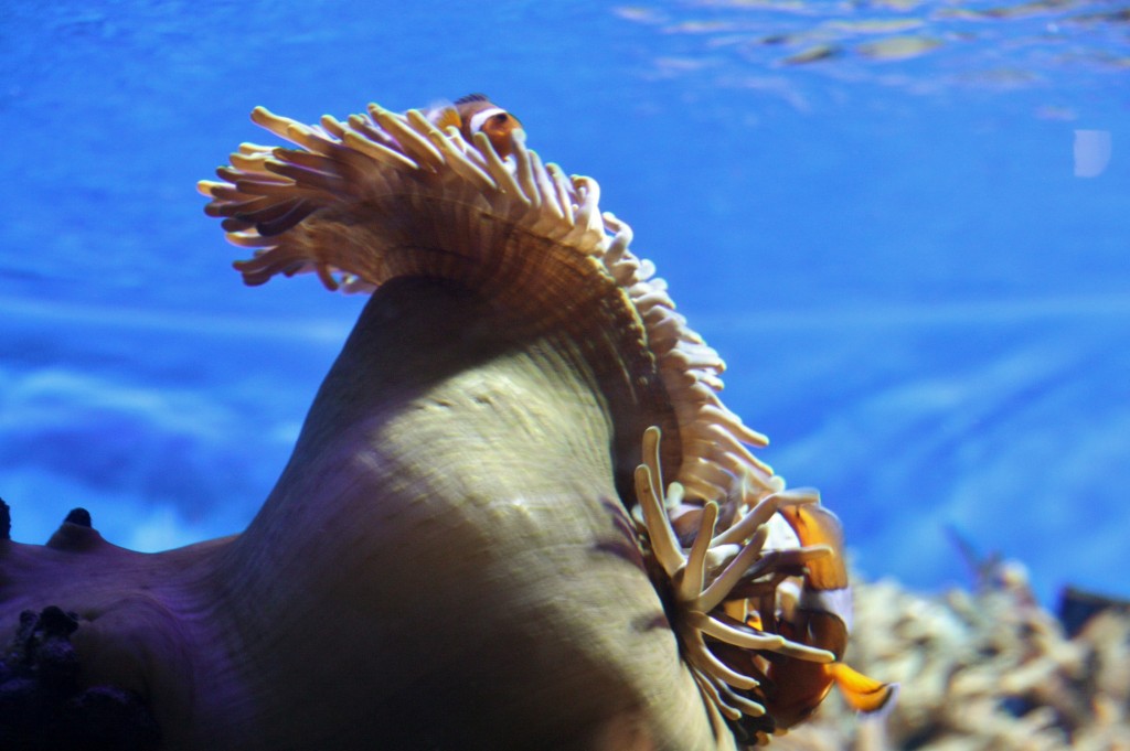 Foto: Acuario de Barcelona - Barcelona (Cataluña), España