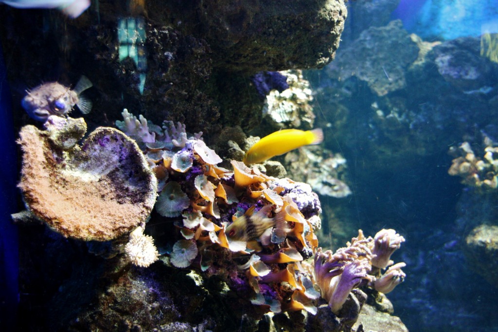 Foto: Acuario de Barcelona - Barcelona (Cataluña), España