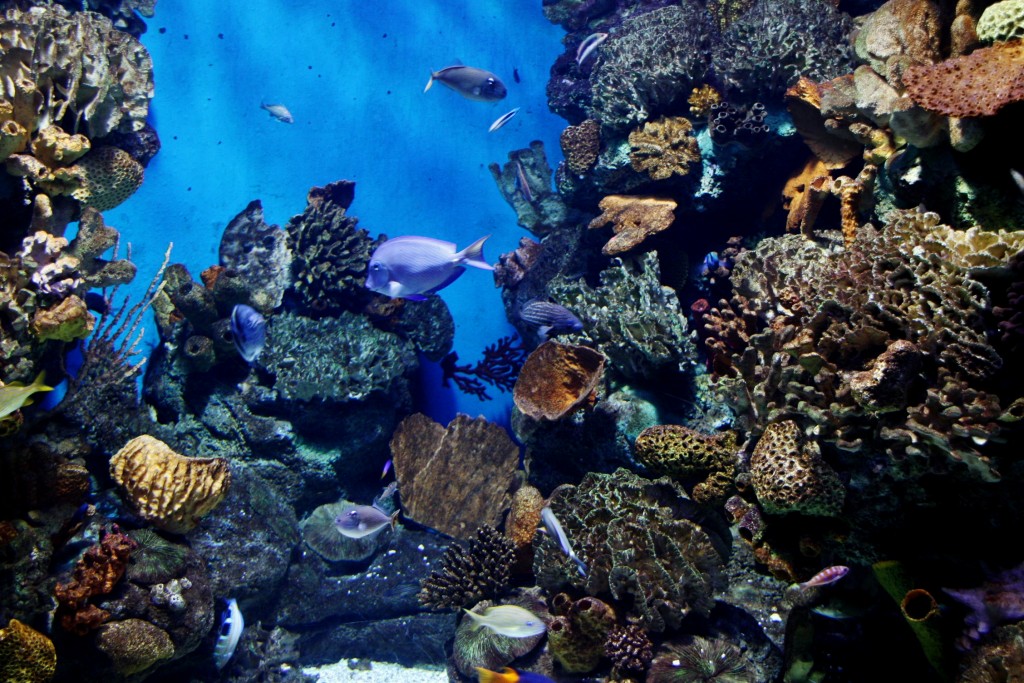 Foto: Acuario de Barcelona - Barcelona (Cataluña), España