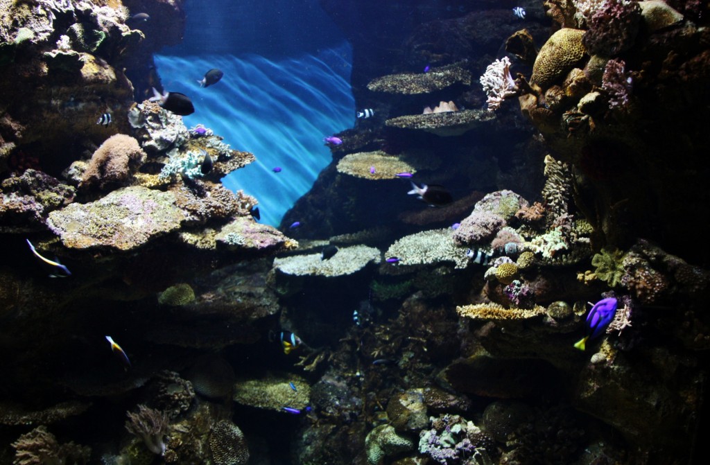 Foto: Acuario de Barcelona - Barcelona (Cataluña), España