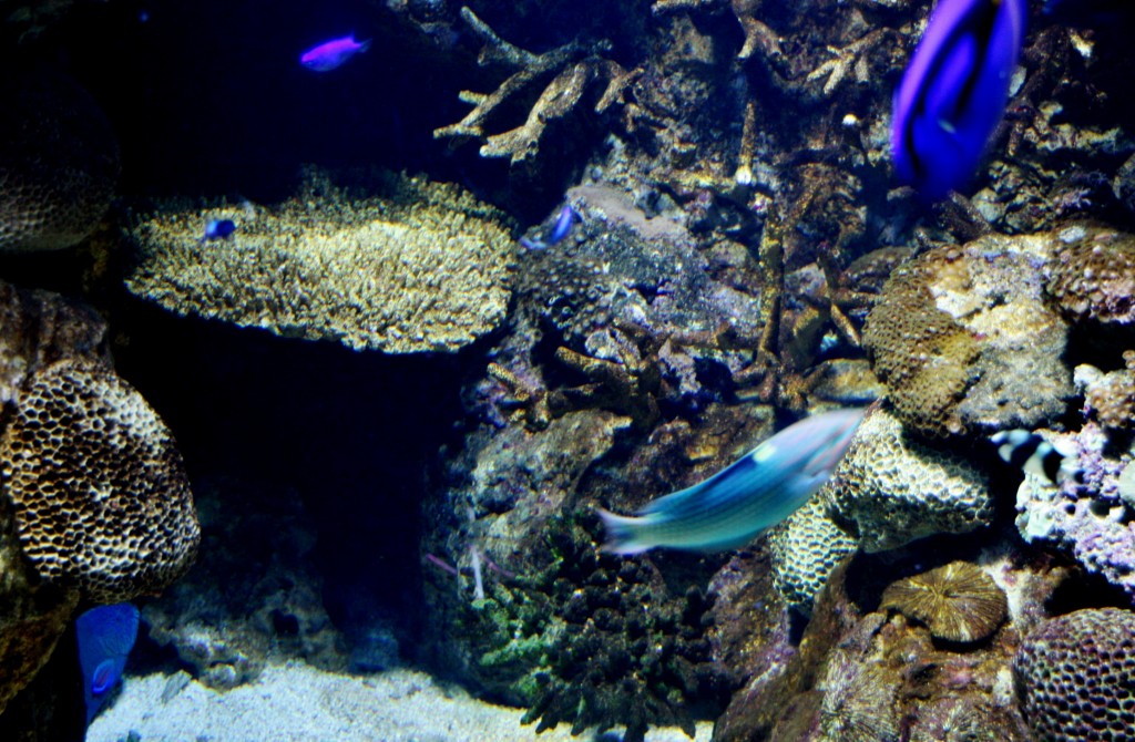 Foto: Acuario de Barcelona - Barcelona (Cataluña), España