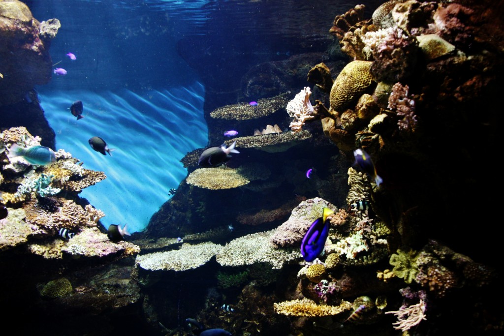 Foto: Acuario de Barcelona - Barcelona (Cataluña), España