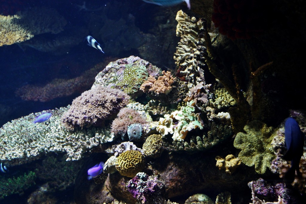 Foto: Acuario de Barcelona - Barcelona (Cataluña), España