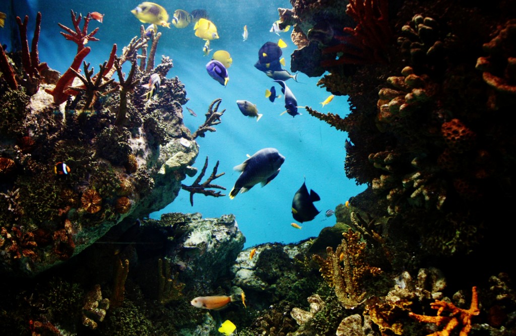 Foto: Acuario de Barcelona - Barcelona (Cataluña), España