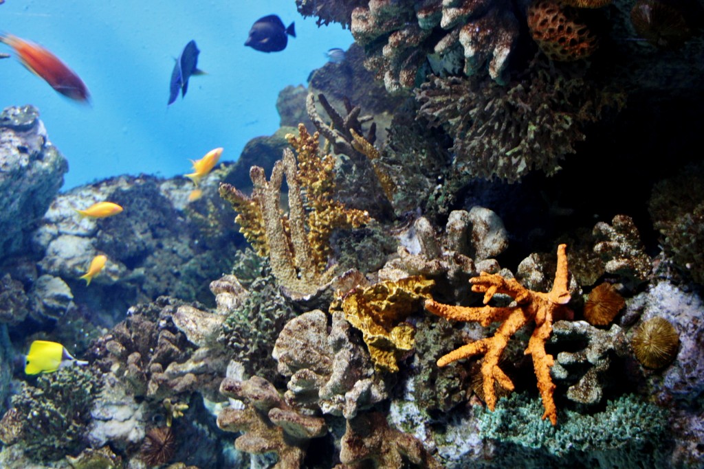 Foto: Acuario de Barcelona - Barcelona (Cataluña), España