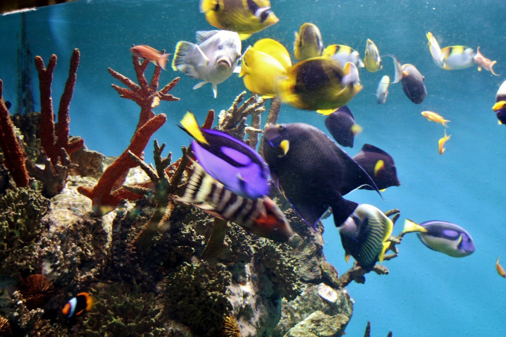 Foto: Acuario de Barcelona - Barcelona (Cataluña), España