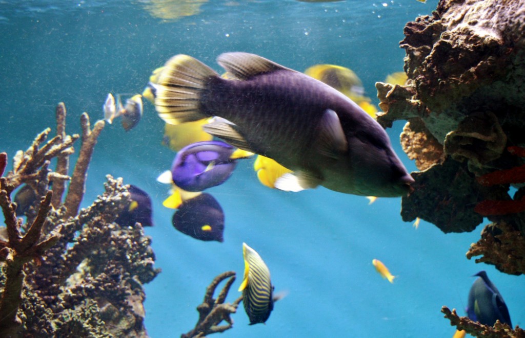 Foto: Acuario de Barcelona - Barcelona (Cataluña), España