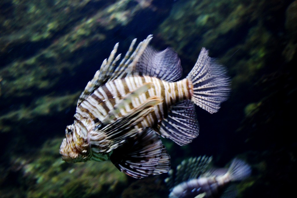 Foto: Acuario de Barcelona - Barcelona (Cataluña), España