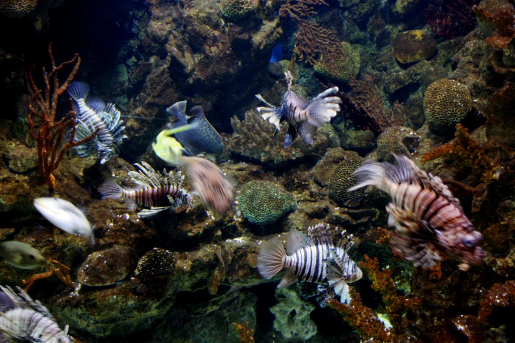 Foto: Acuario de Barcelona - Barcelona (Cataluña), España