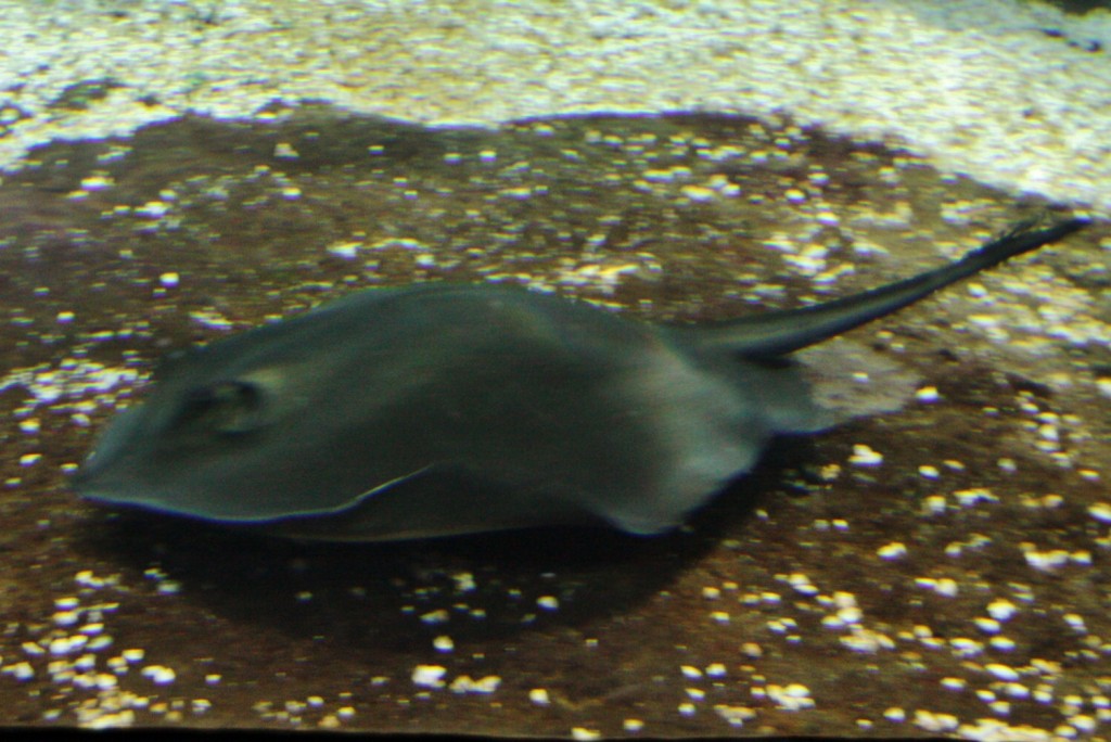 Foto: Acuario de Barcelona - Barcelona (Cataluña), España