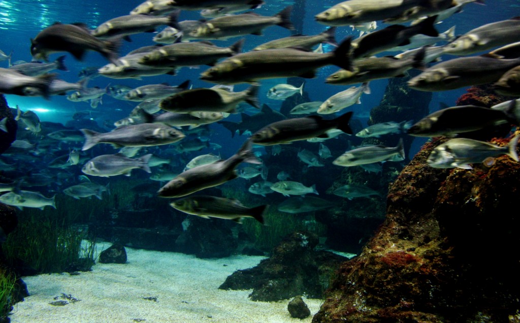 Foto: Acuario de Barcelona - Barcelona (Cataluña), España